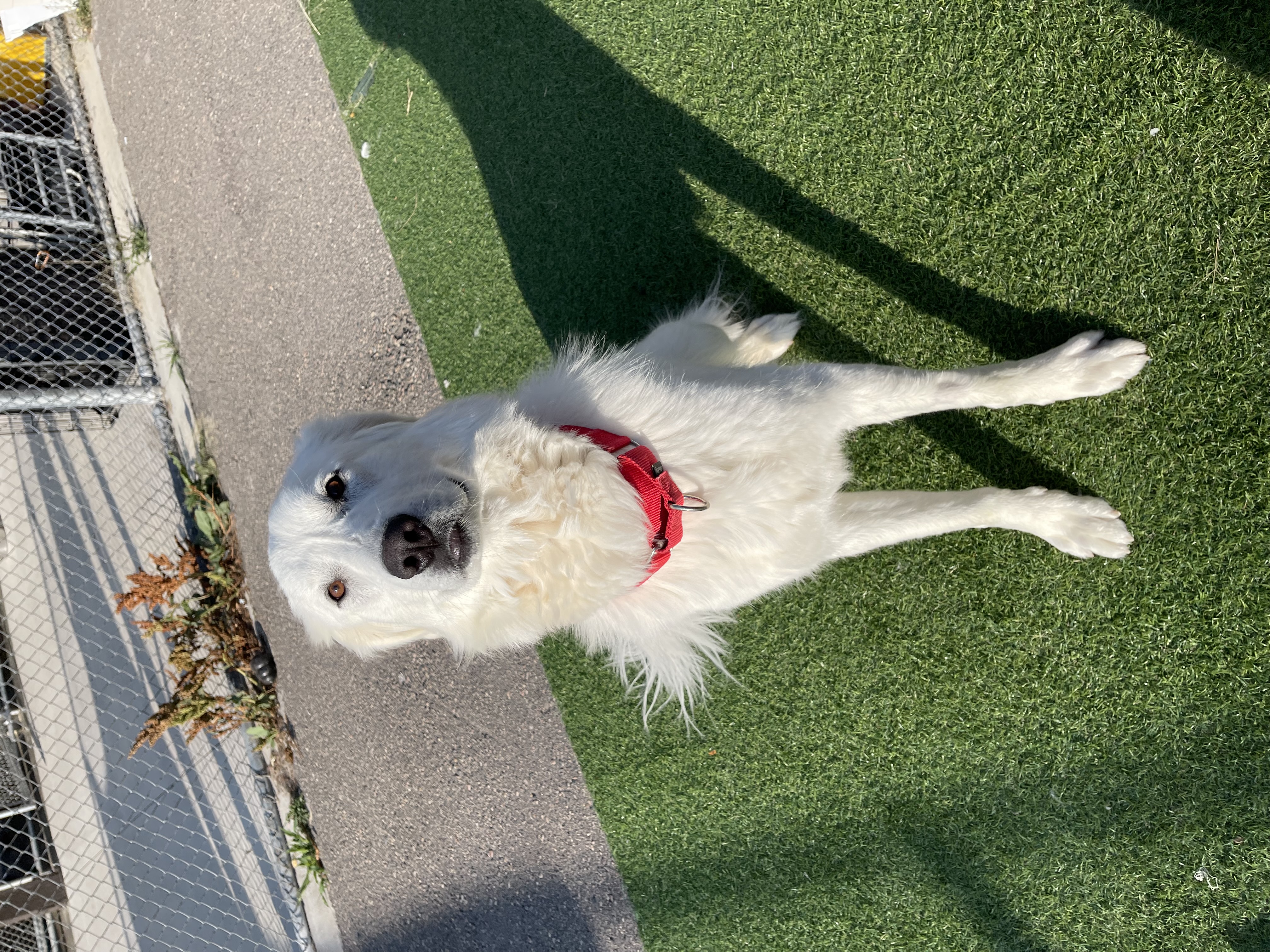 Nala, an adoptable Kuvasz in Steamboat Springs, CO, 80477 | Photo Image 4