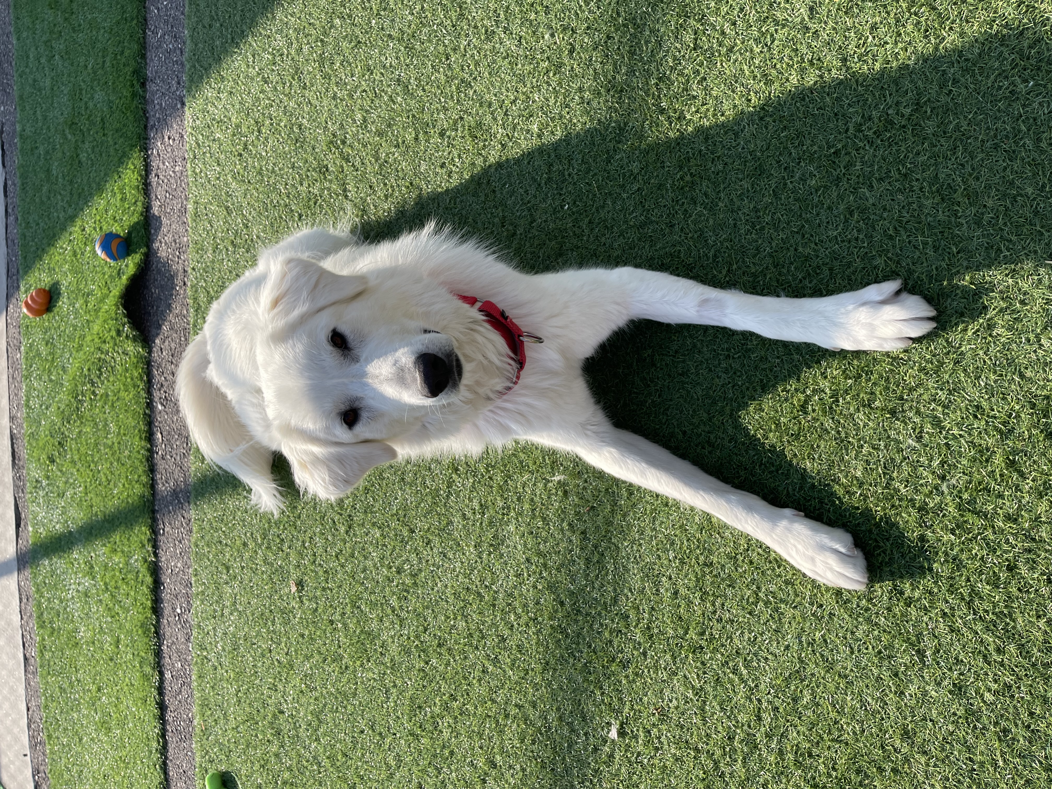 Nala, a Adoptable Kuvasz in Steamboat Springs, CO image 4/4