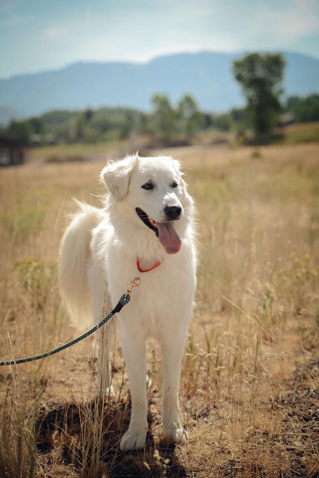 Nala, an adoptable Kuvasz in Steamboat Springs, CO, 80477 | Photo Image 3