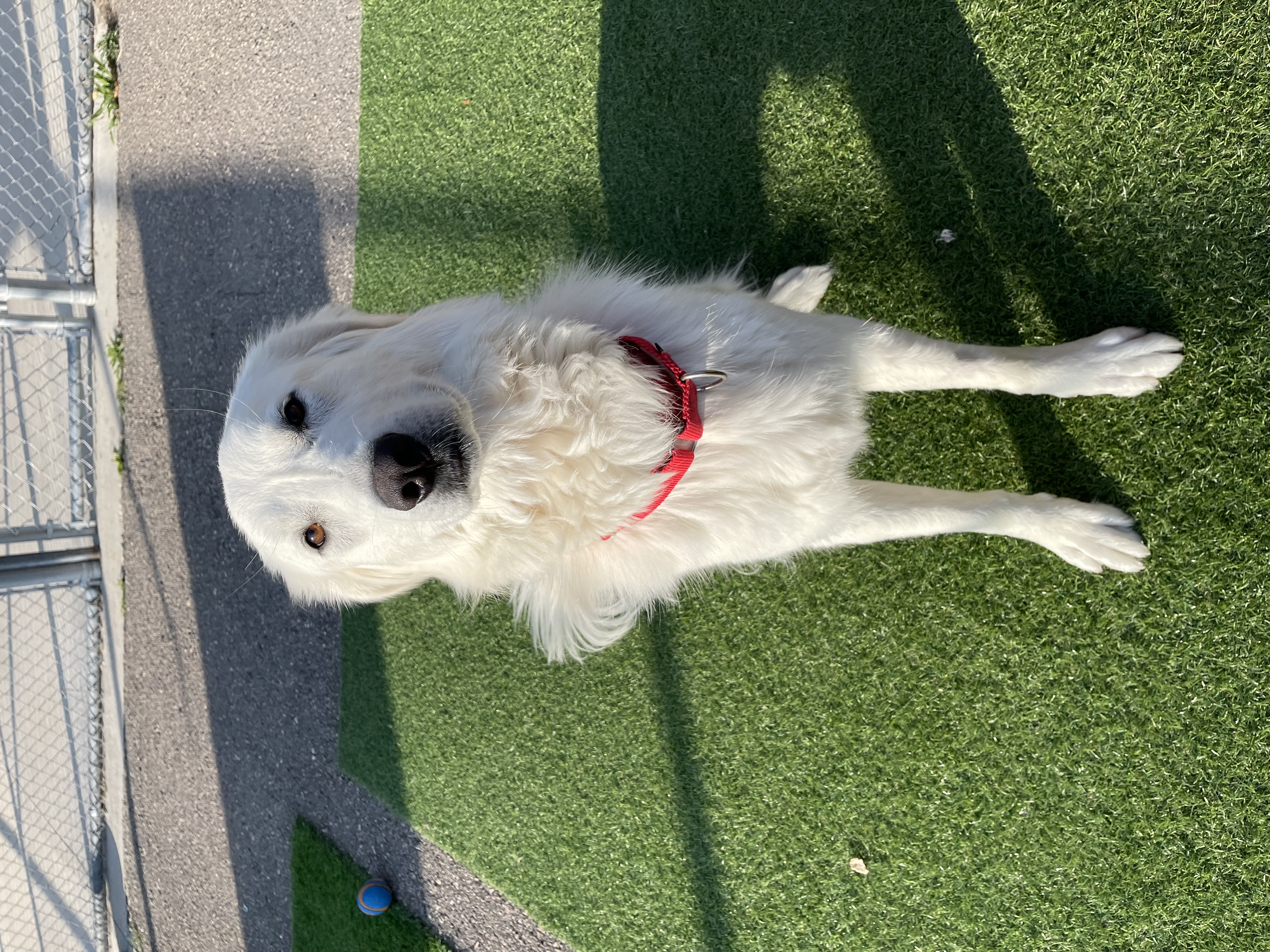 Nala, an adoptable Kuvasz in Steamboat Springs, CO, 80477 | Photo Image 2