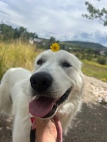 Nala, a Adoptable Kuvasz in Steamboat Springs, CO image 3/4