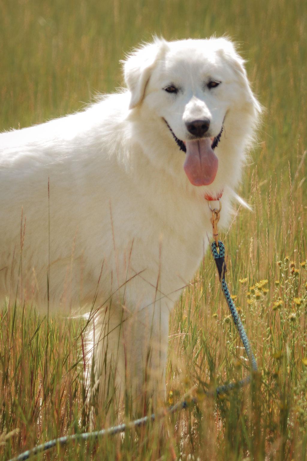 Nala, a Adoptable Kuvasz in Steamboat Springs, CO image 1/4