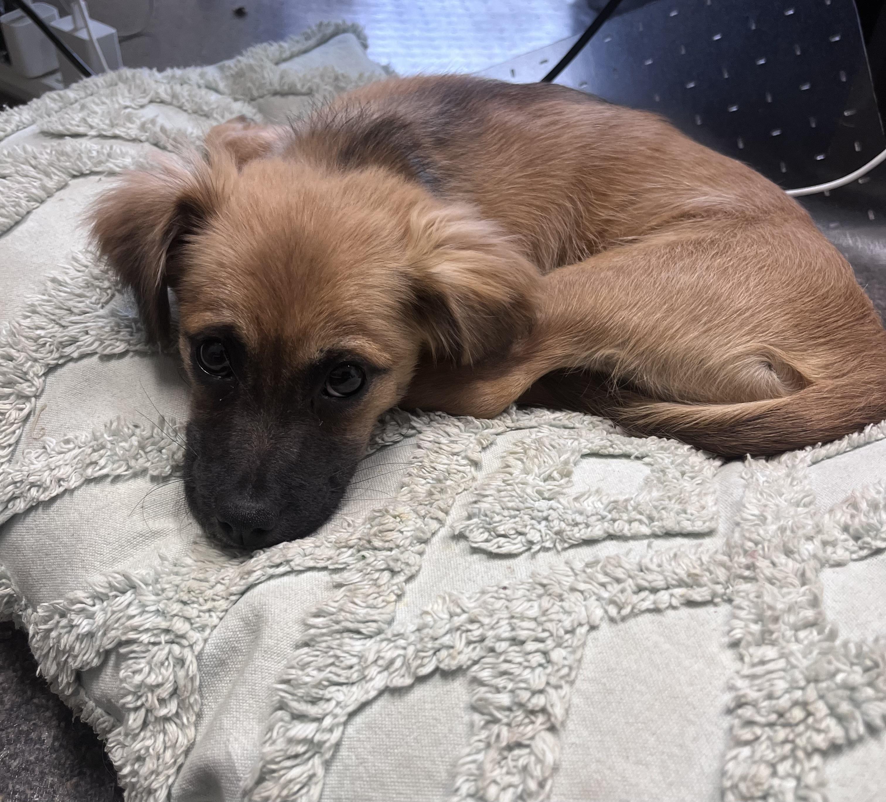 Enlarge Romeo, an adopted mixed breed in Kannapolis, NC image 2/4