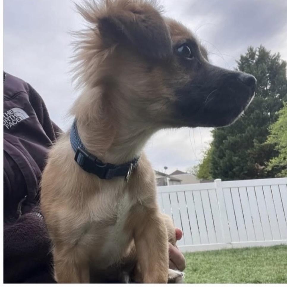 Enlarge Romeo, an adopted mixed breed in Kannapolis, NC image 3/4