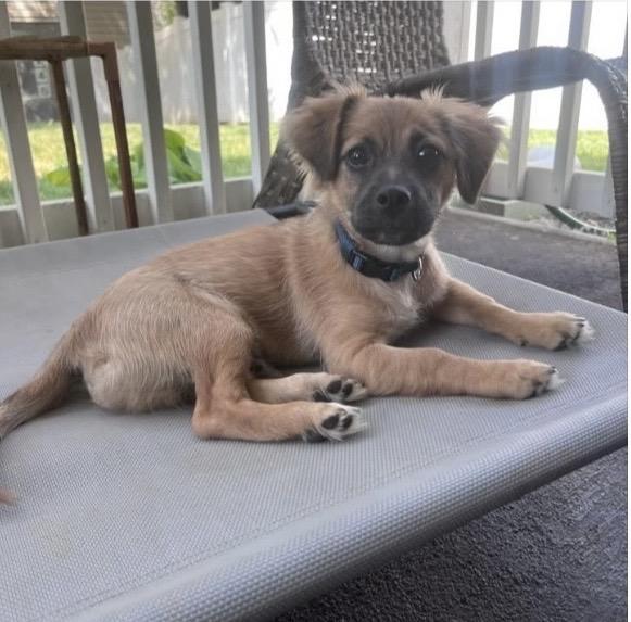 Enlarge Romeo, an adopted mixed breed in Kannapolis, NC image 1/4