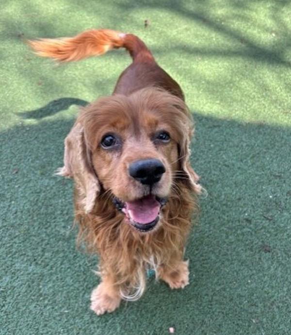 Maximillion, Adoptable, Senior Male Cocker Spaniel.