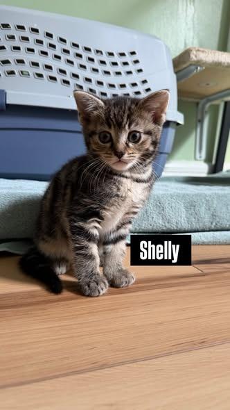 Shelly, Adoptable, Kitten Female Domestic Short Hair.