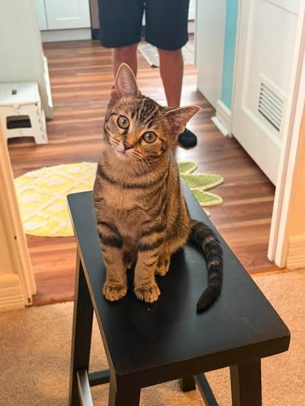 Shelly, Adoptable, Kitten Female Domestic Short Hair.