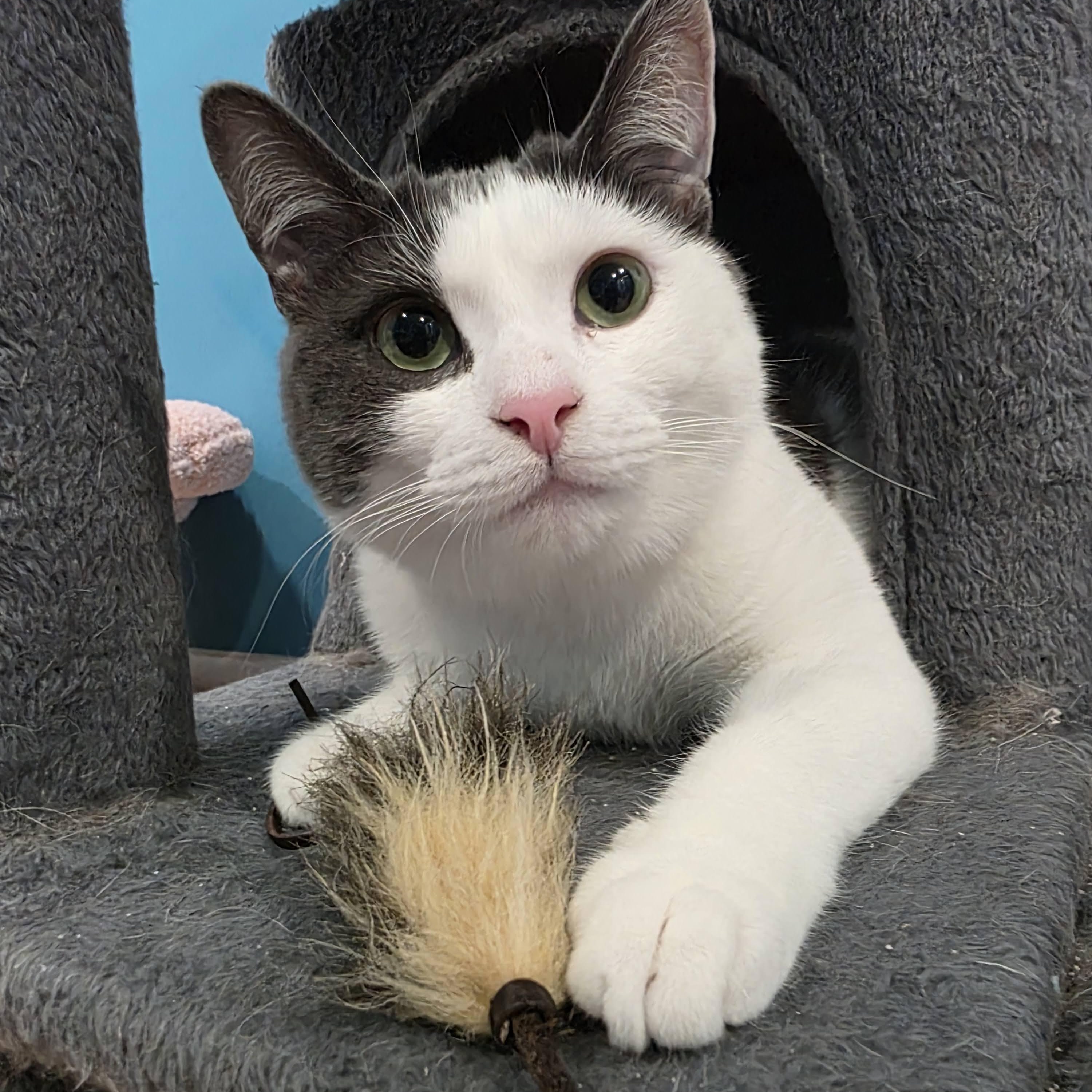 Enlarge Relish, a Adoptable mixed breed in Woodbury, NJ image 4/6