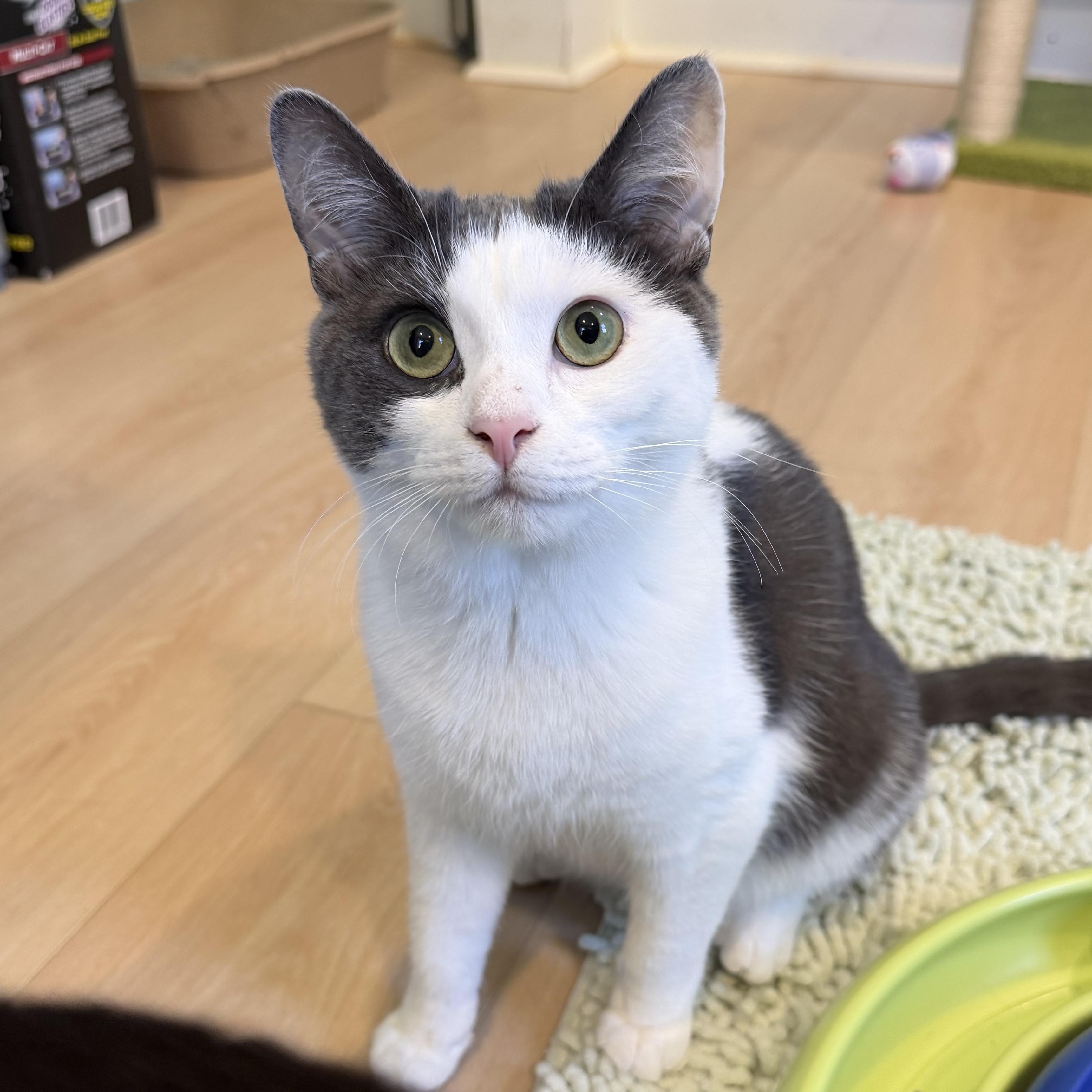 Enlarge Relish, a Adoptable mixed breed in Woodbury, NJ image 3/6
