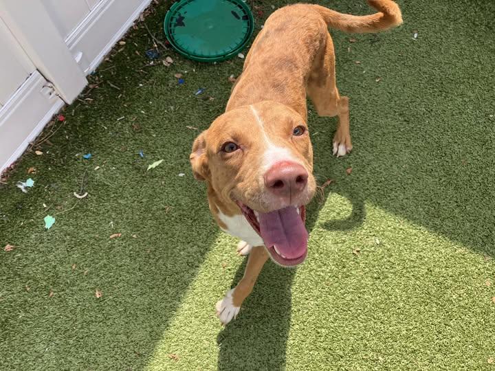 Enlarge Percy, a Adoptable mixed breed in Binghamton, NY image 1/1