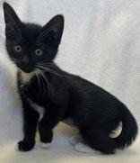 Comet, ADOPTABLE, Young Male Domestic Short Hair.
