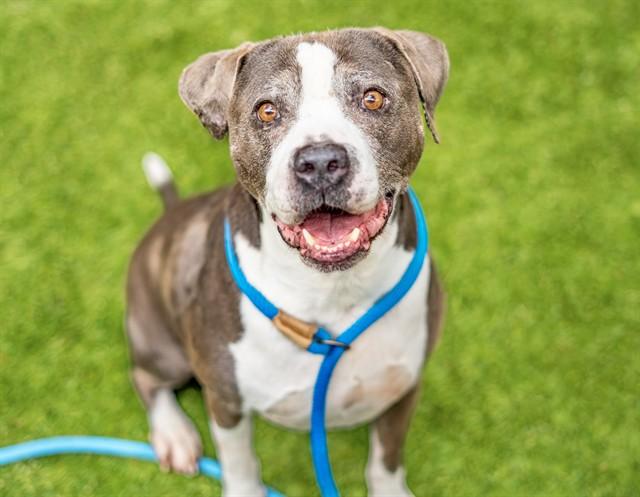 BUBBLES, Adoptable, Adult Male Pit Bull Terrier.