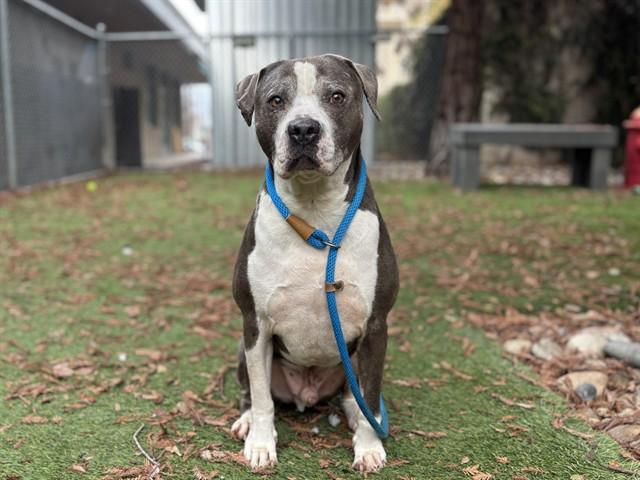 BUBBLES, Adoptable, Adult Male Pit Bull Terrier.