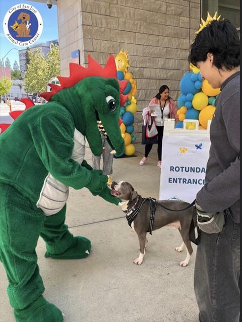 BUBBLES, Adoptable, Adult Male Pit Bull Terrier.