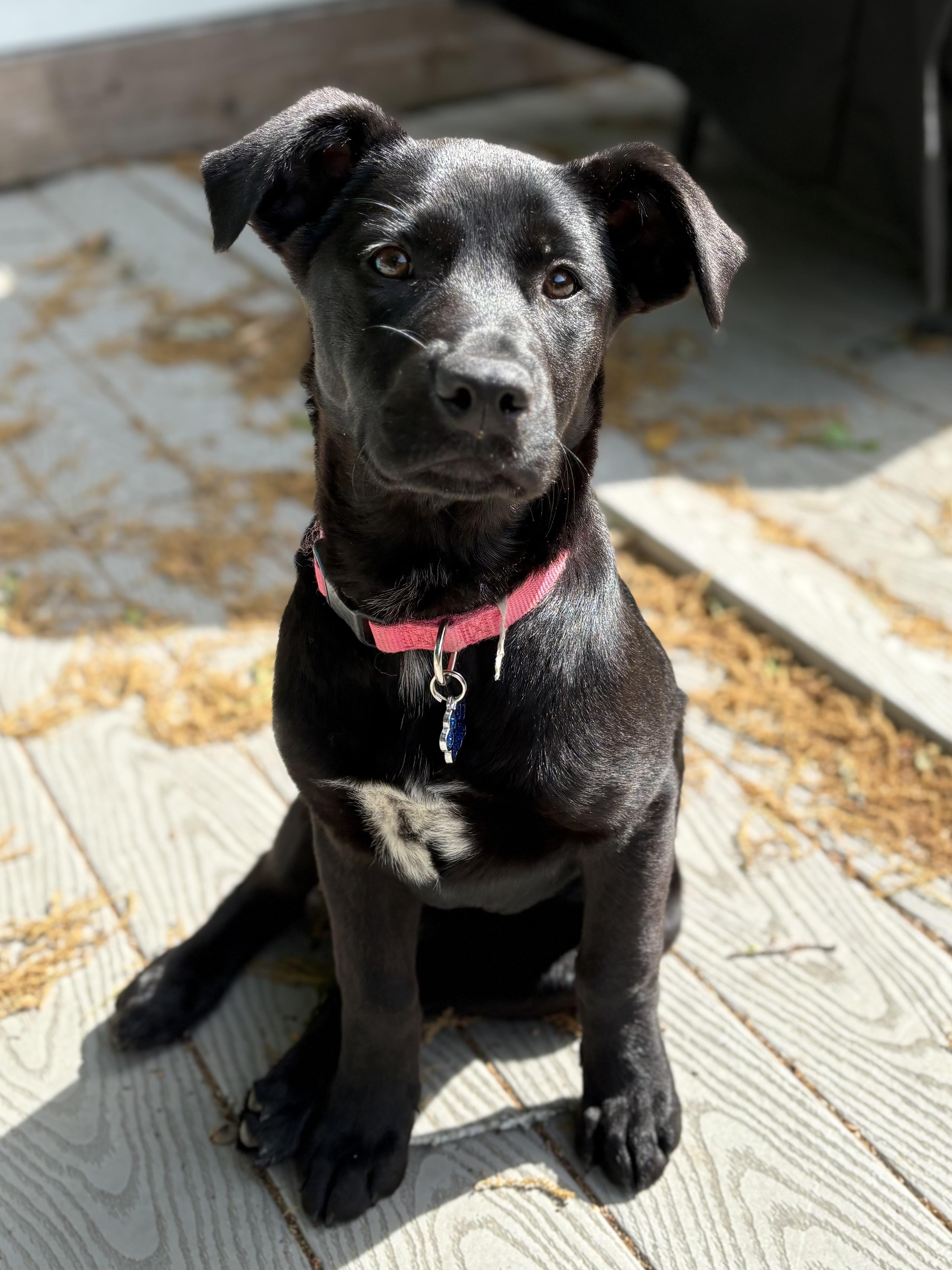 Brittany, adopted, Young Female Black Labrador Retriever.