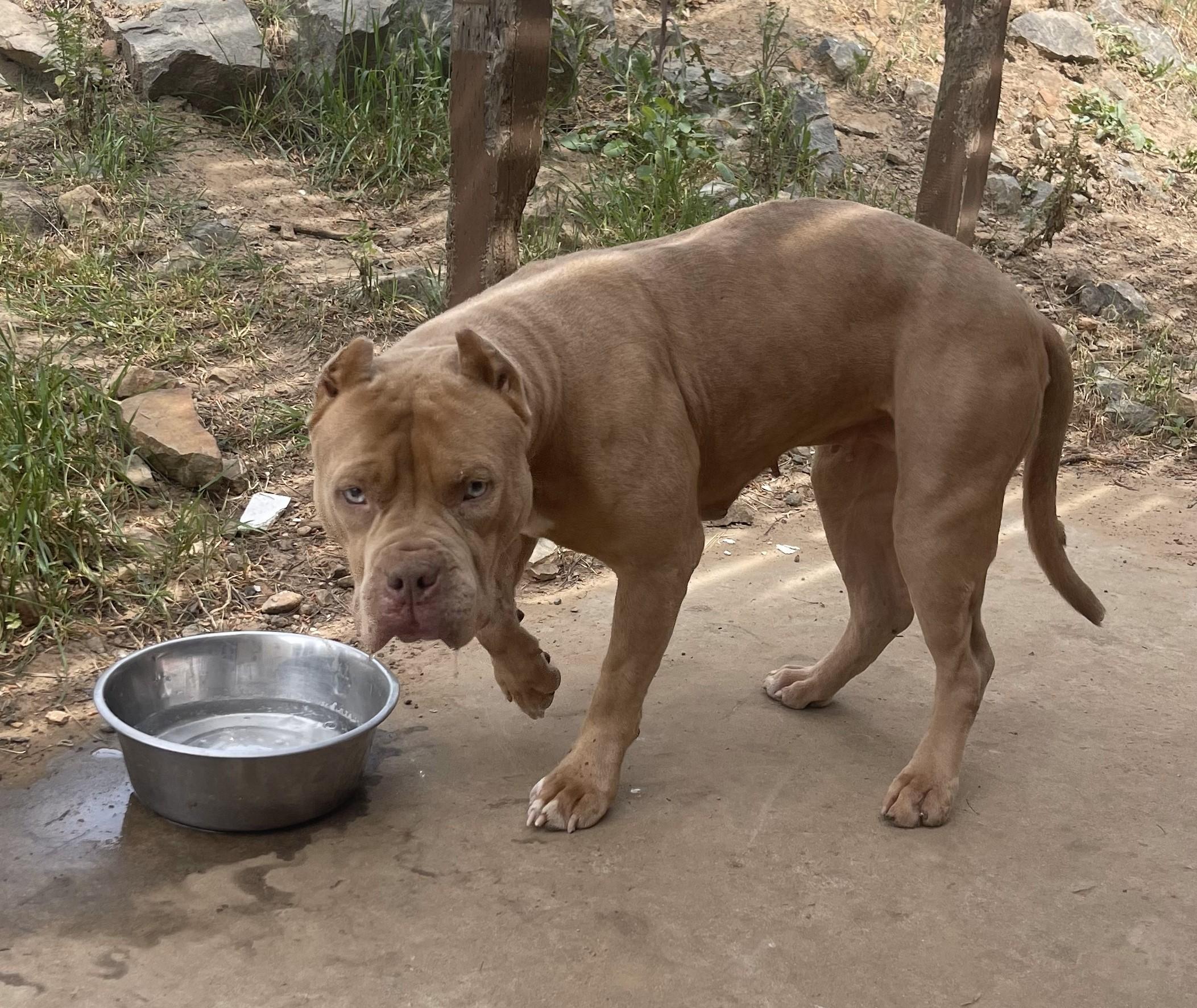 Lolo Jones, a ADOPTABLE American Bully in Carlsbad, CA image 2/2