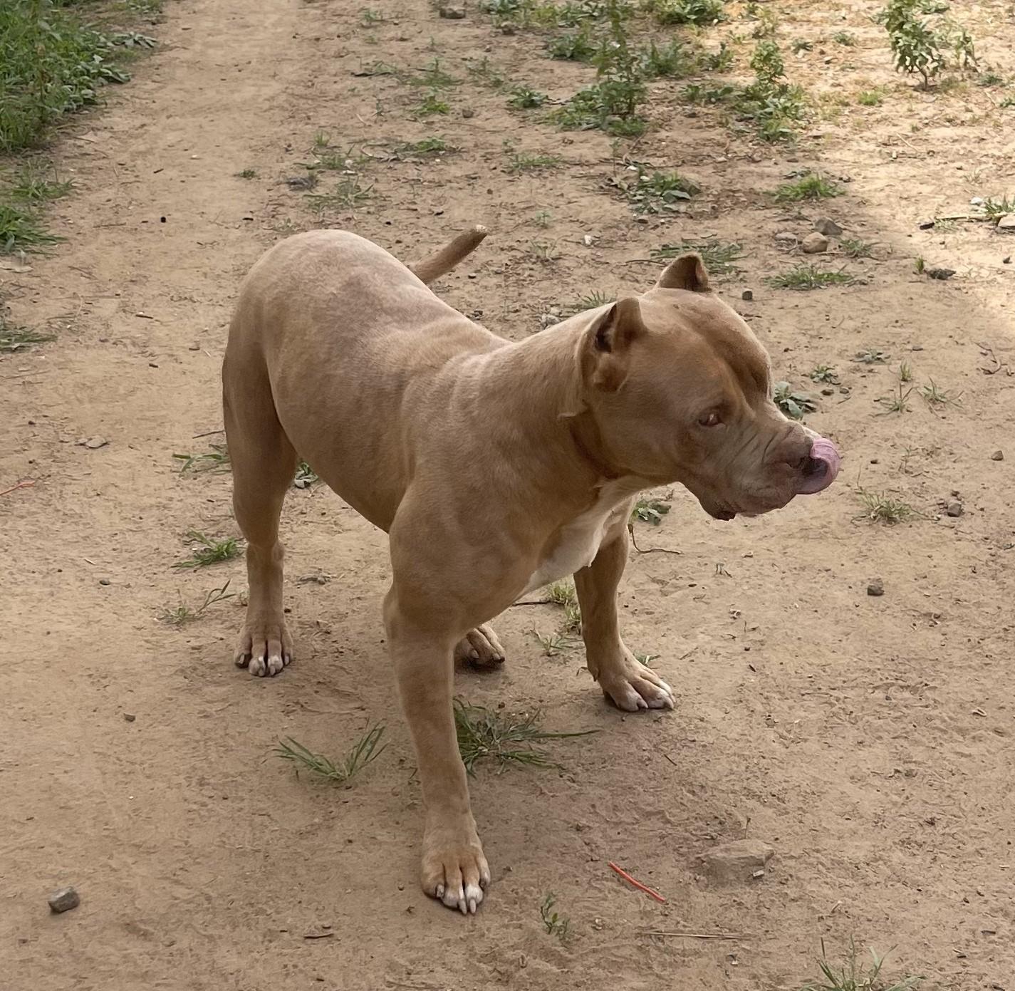 Lolo Jones, ADOPTABLE, Adult Female American Bully.
