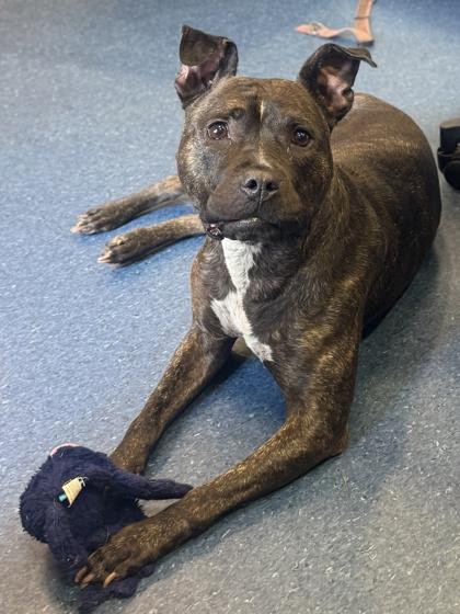 Girly Pop, a Adoptable mixed breed in King William, VA image 2/3