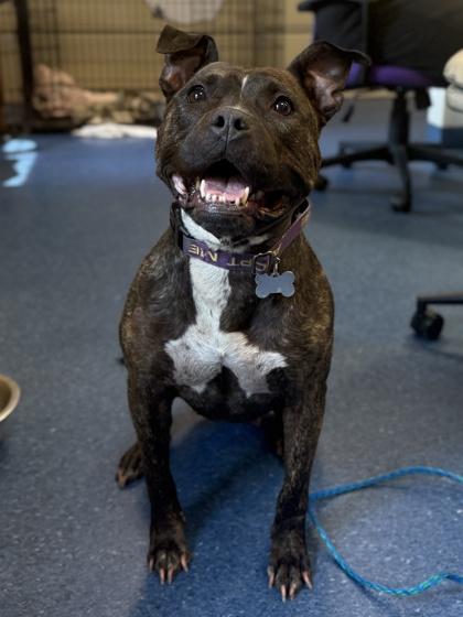 Girly Pop, a Adoptable mixed breed in King William, VA image 3/3