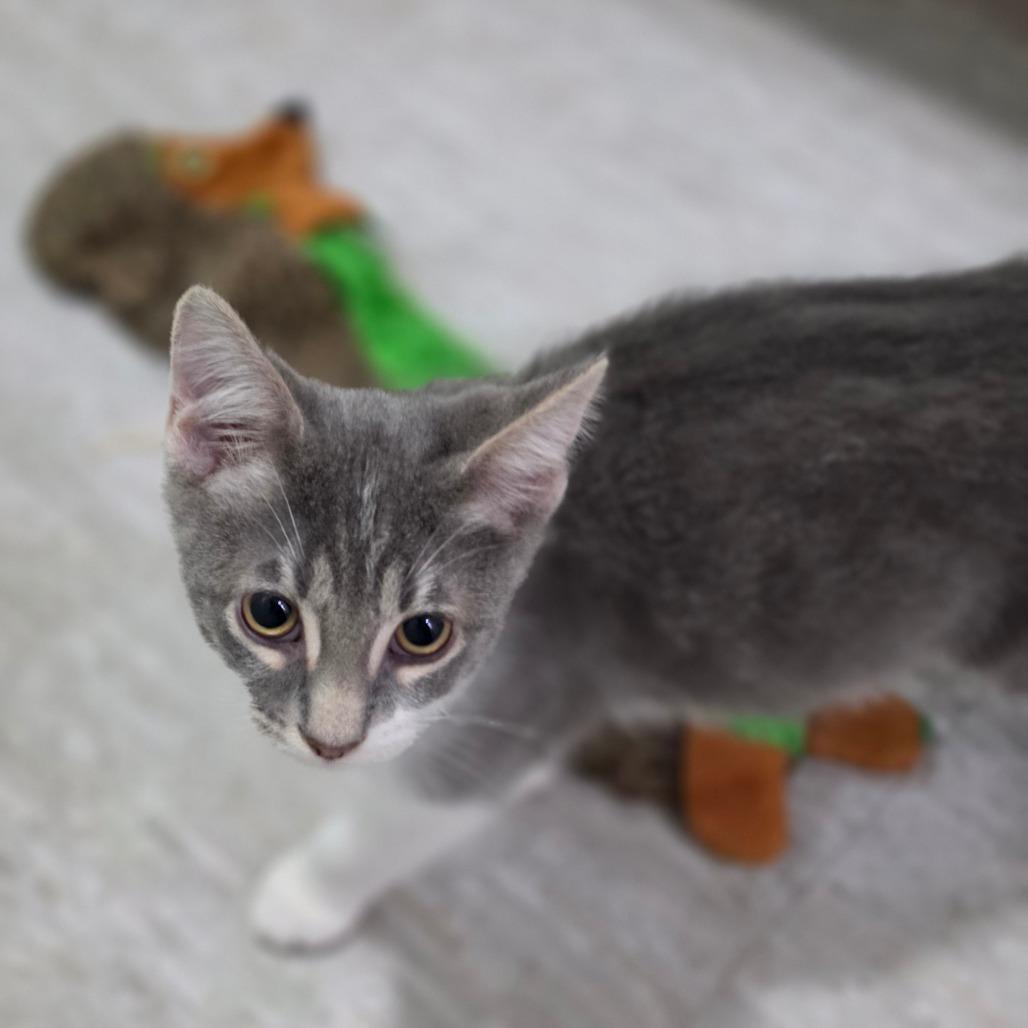 Monk, Adoptable, Kitten Male Domestic Short Hair.
