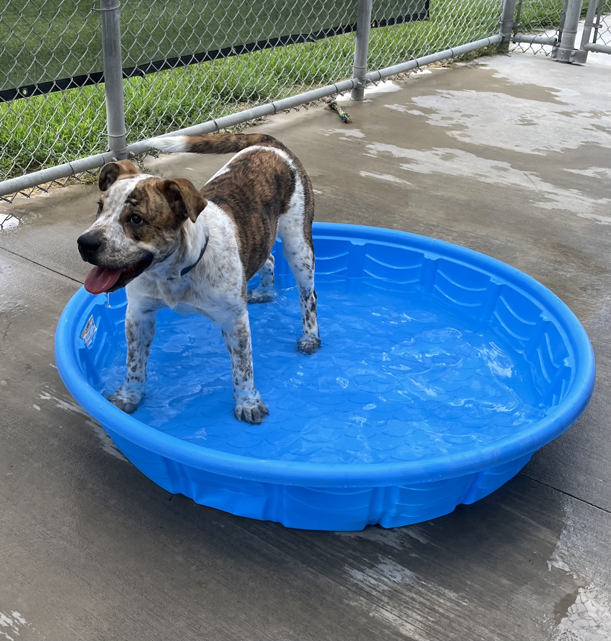 Dog for adoption Muffin, a Great Pyrenees & American Bulldog Mix in