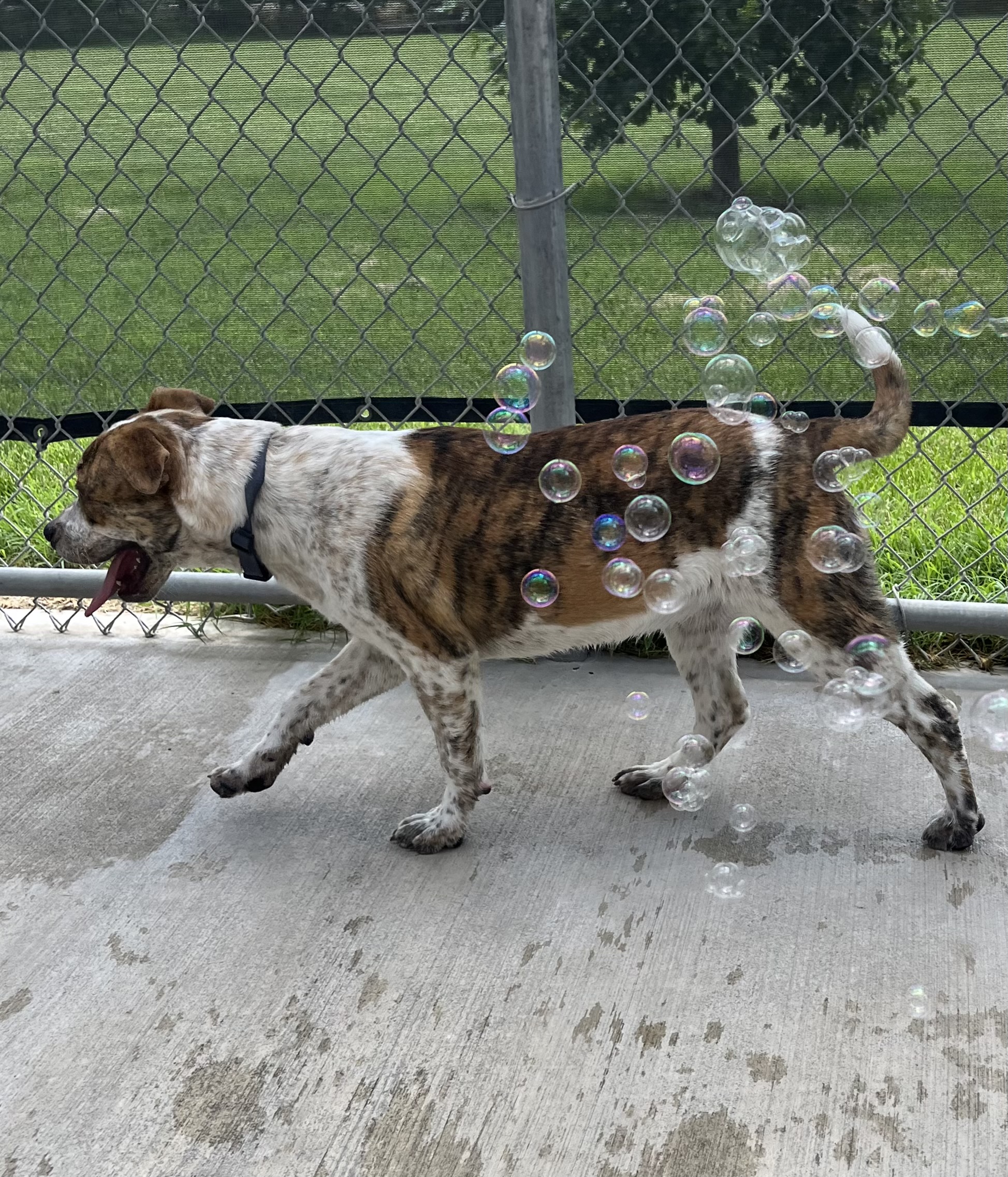 Dog for adoption Muffin, a Great Pyrenees & American Bulldog Mix in
