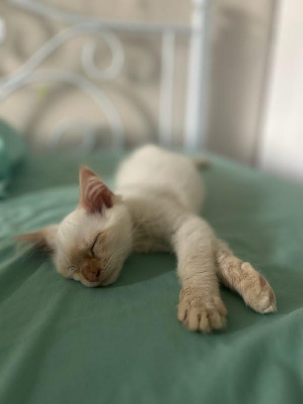 Manatee, Adopted, Young Male Domestic Short Hair.