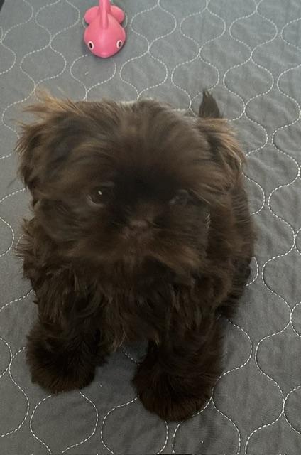 Enlarge WAFFLES, an adopted Shih Tzu in Eden Prairie, MN image 3/3