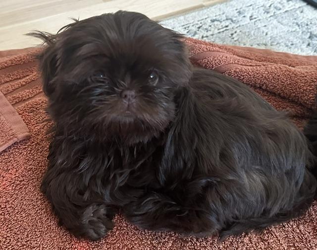 Enlarge WAFFLES, an adopted Shih Tzu in Eden Prairie, MN image 2/3