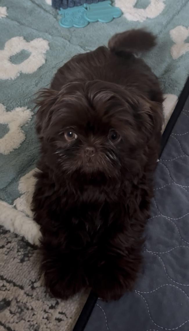 Enlarge WAFFLES, an adopted Shih Tzu in Eden Prairie, MN image 1/3