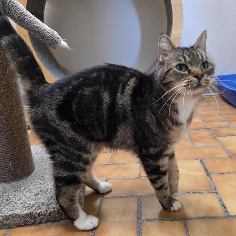 Charles, Adoptable, Adult Male Domestic Short Hair.