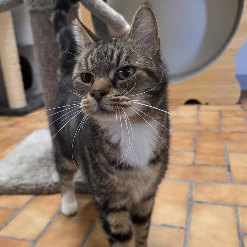 Charles, a Adoptable Domestic Short Hair in Yankton, SD image 2/2