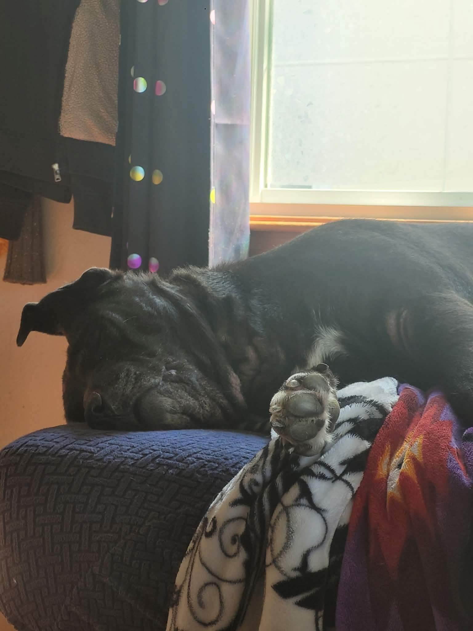 Enlarge Sabrina, a Adoptable mixed breed in Toledo, OH image 3/4
