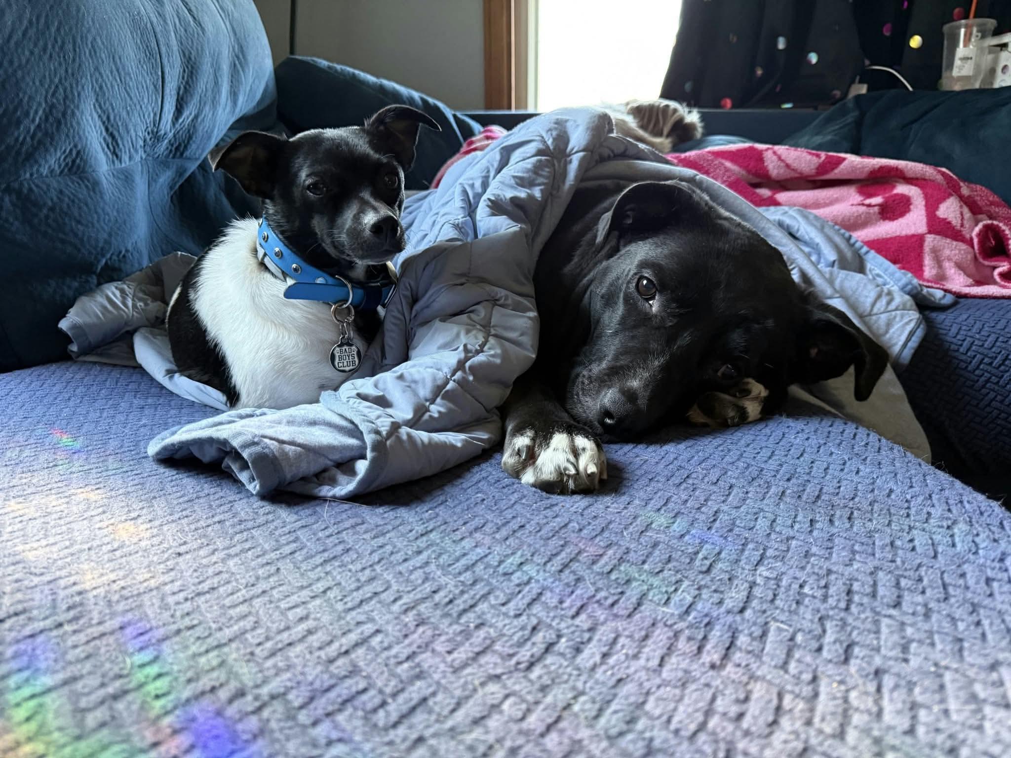 Enlarge Sabrina, a Adoptable mixed breed in Toledo, OH image 2/4