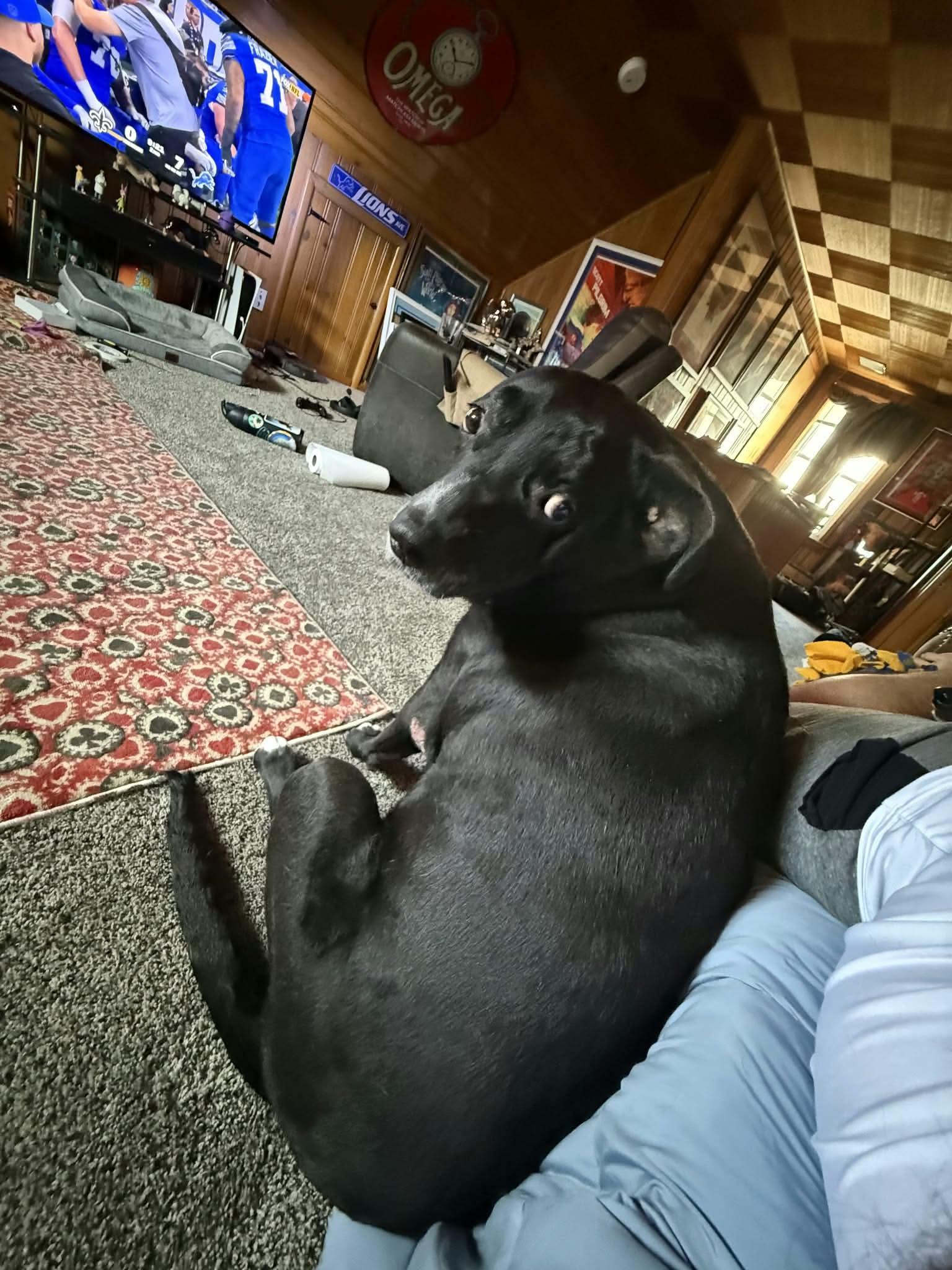 Enlarge Sabrina, a Adoptable mixed breed in Toledo, OH image 4/4