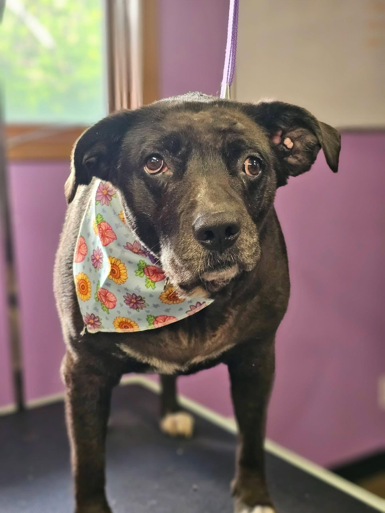 Sabrina, a Adoptable mixed breed in Toledo, OH image 1/2
