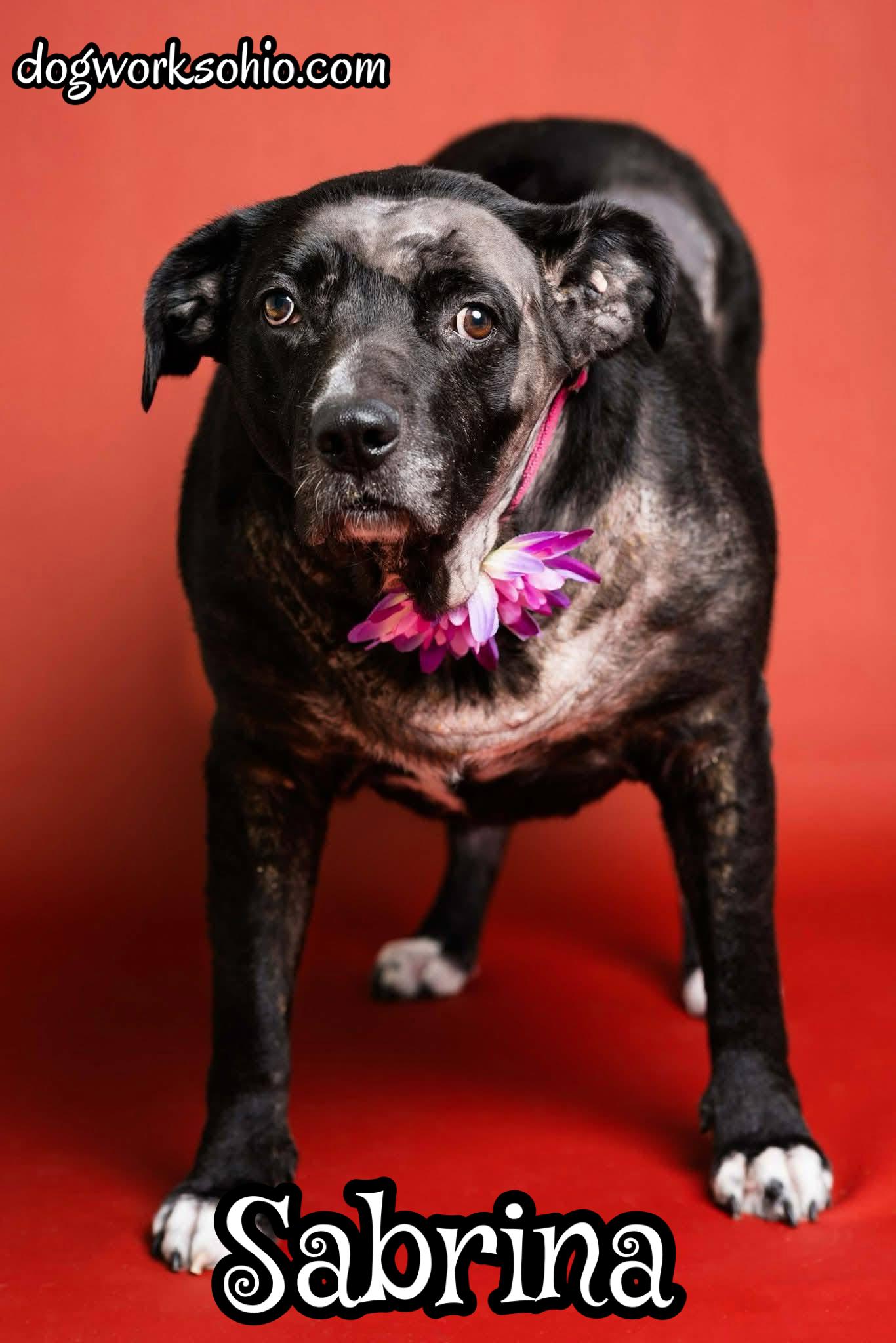 Sabrina, a Adoptable mixed breed in Toledo, OH image 2/2