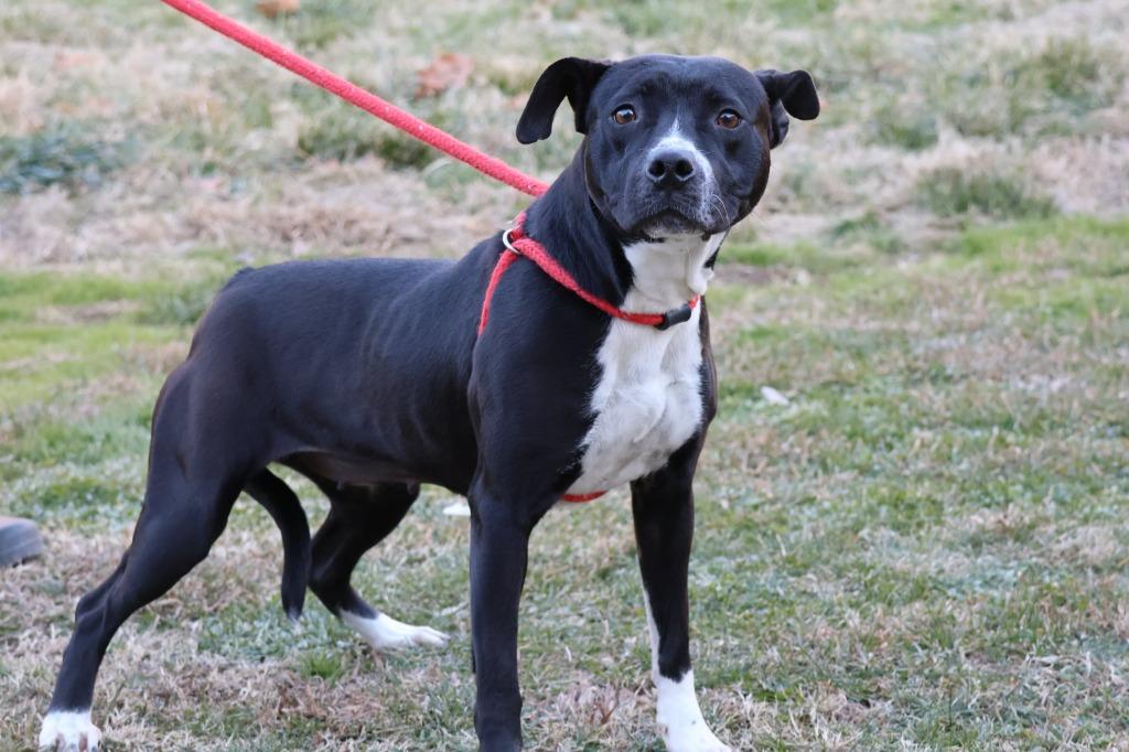 Keisha, Adoptable, Adult Female Mixed Breed.