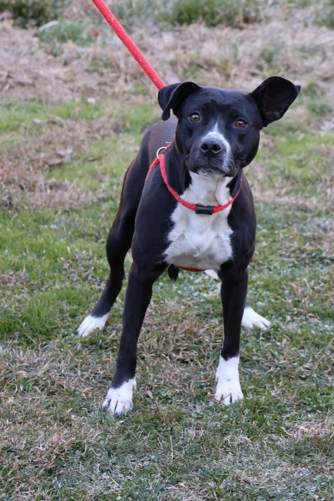 Keisha, a Adoptable mixed breed in Columbia, TN image 2/2