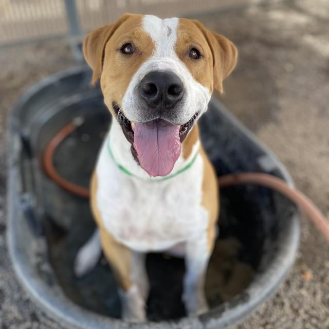 BACON, Adoptable, Young Male Pit Bull Terrier & Mixed Breed.
