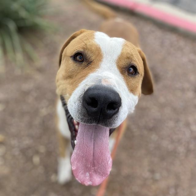 BACON, Adoptable, Young Male Pit Bull Terrier & Mixed Breed.