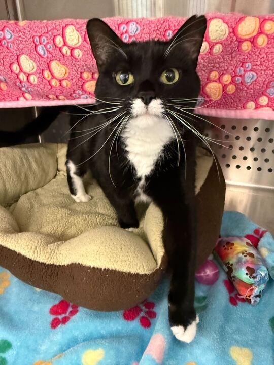 Enlarge Pepper, a ADOPTABLE Tuxedo in Jackson, MI image 1/6