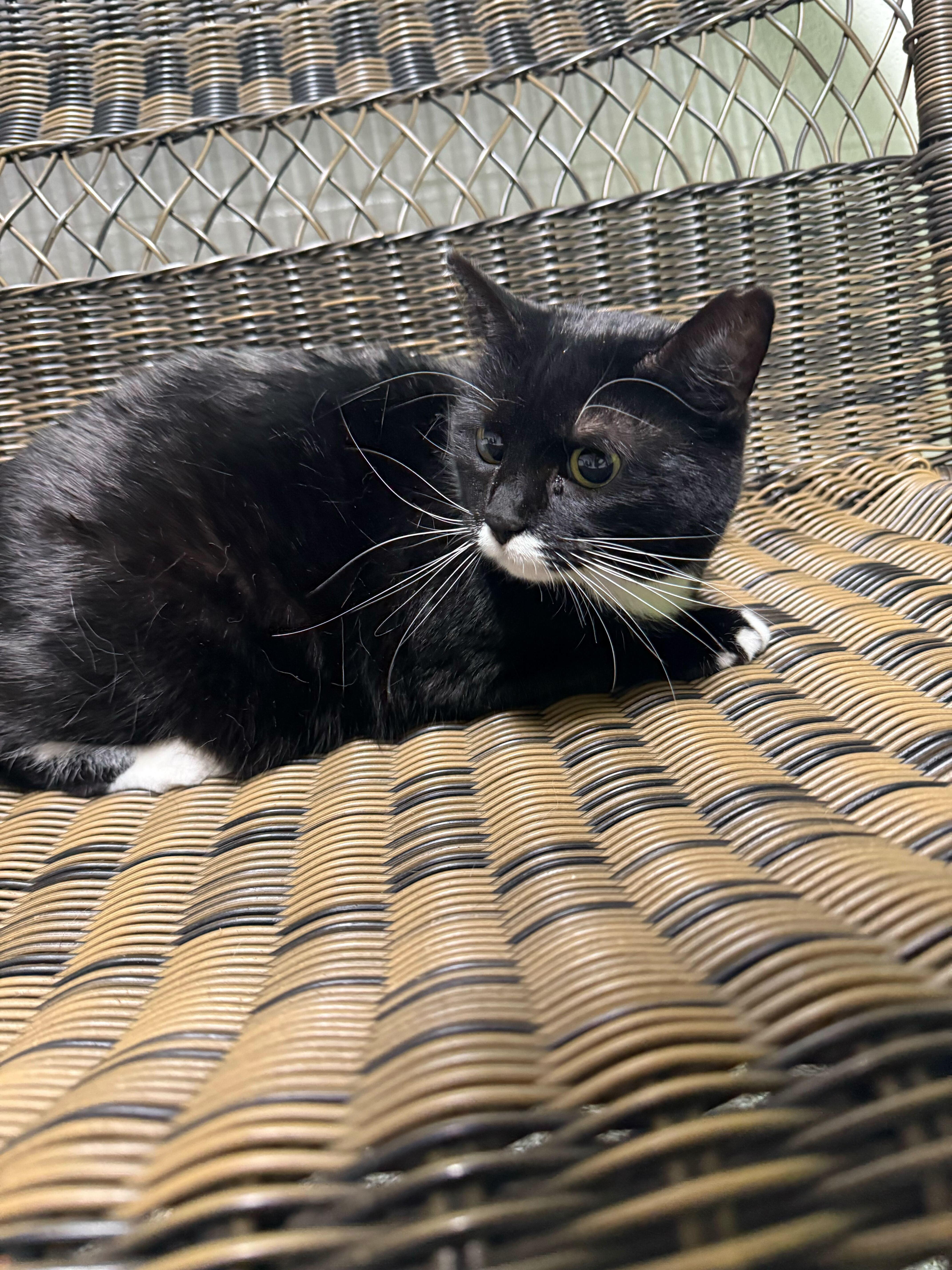 Enlarge Pepper, a ADOPTABLE Tuxedo in Jackson, MI image 6/6