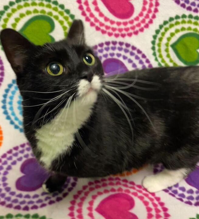 Enlarge Pepper, a ADOPTABLE Tuxedo in Jackson, MI image 4/6