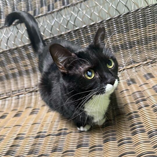 Enlarge Pepper, a ADOPTABLE Tuxedo in Jackson, MI image 6/6