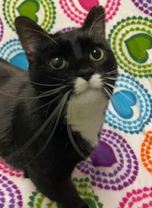 Enlarge Pepper, a ADOPTABLE Tuxedo in Jackson, MI image 2/6