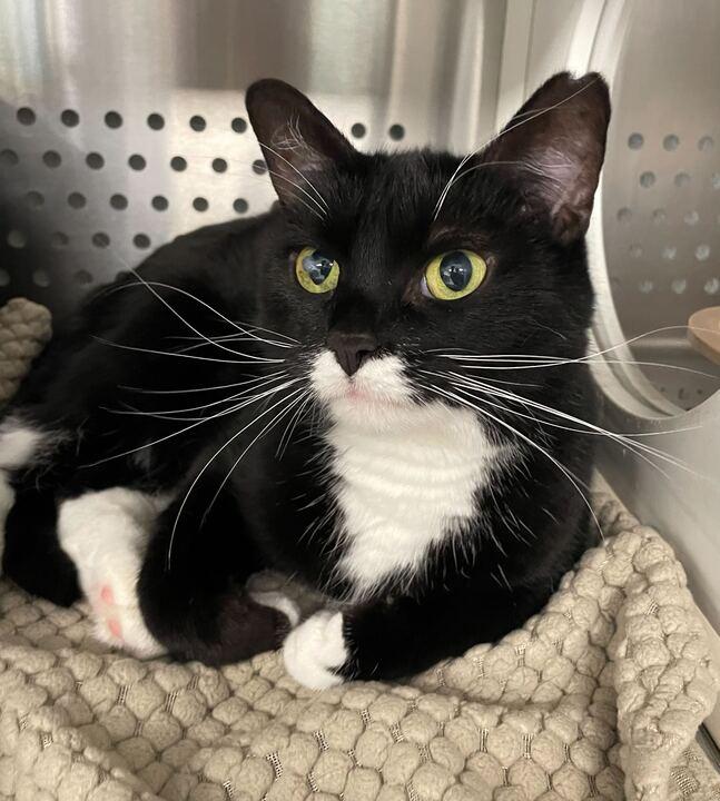 Pepper, a ADOPTABLE Tuxedo in Jackson, MI image 2/6