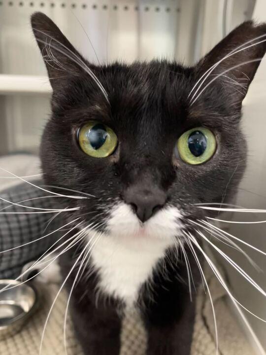 Pepper, a ADOPTABLE Tuxedo in Jackson, MI image 3/6