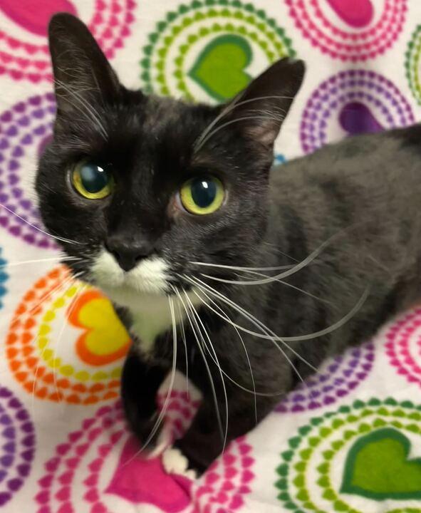 Pepper, ADOPTABLE, Adult Female Tuxedo.